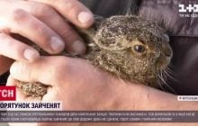На Херсонщині рятувальник забрав з охопленого вогнем поля маленьких зайченят: як склалася їхня доля (відео)