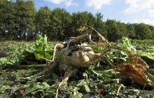Україні загрожує дефіцит цукру на внутрішньому ринку - експерти