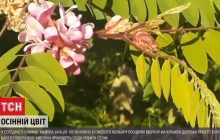 "Весна возвращается": в Виннице обильно зацвела акация (видео)