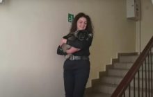 Замерз и не хотел уходить: в Ривне копы вернули домой потерявшегося пекинеса (видео)