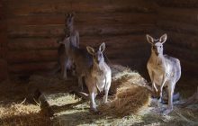 Гігантські кенгуру, лемури та мавпочки: у харкіський екопарк привезли нових тварин (фоторепортаж)