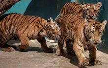 Asian Tiger Mom Порно Видео | shartash66.ru