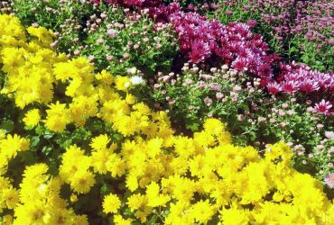 Як доглядати за хризантемами в горщиках: 4 важливі поради