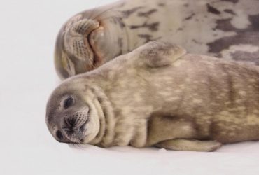 Птичий грипп достался к морским котикам в Антарктике