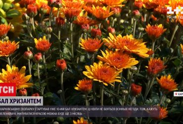 В харьковском эко-парке стартовал десятый бал хризантем