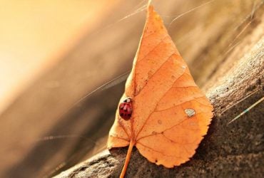 В Україну йде потепління: температура підскочить до +28°