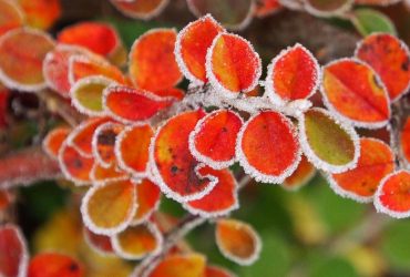 Заморозки накроют большинство областей Украины, - синоптик Диденко