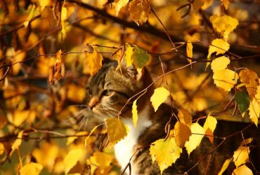 В Україну йде розкішне осіннє тепло: синоптики розказали, де та коли буде +16°