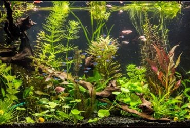 Жінка заразилася вдома тропічною інфекцією після чищення акваріума