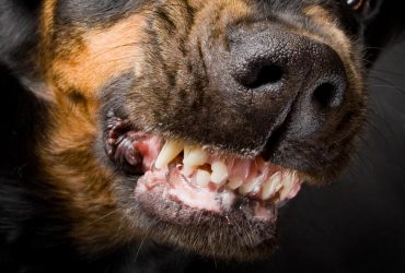 В Одесской области иностранец прострелил мужчине ногу из-за громкого лая собаки