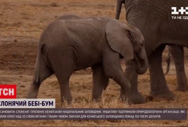 В кенийском заповеднике родилось более двух сотен слонят за год (видео)