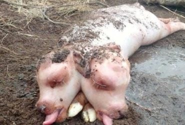 У Росії народився мутант з двома головами і тілом свині (фото)