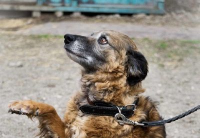 Собака После Нового Года