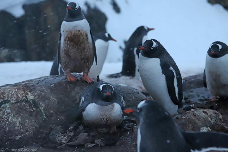 Пингвины отложили первые яйца / фото Facebook / Национальный антарктический научный центр