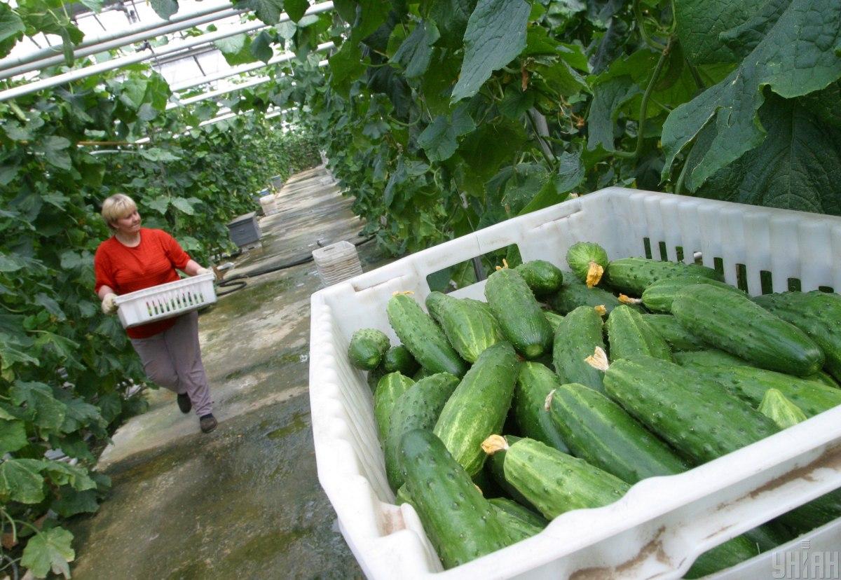 Cucumbers have risen in price in Ukraine / photo from UNIAN