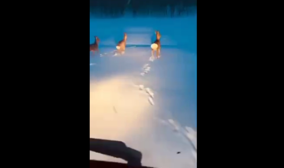 Погоню за косулями засняли на видео / скриншот Погоню за косулями засняли на видео / скриншот