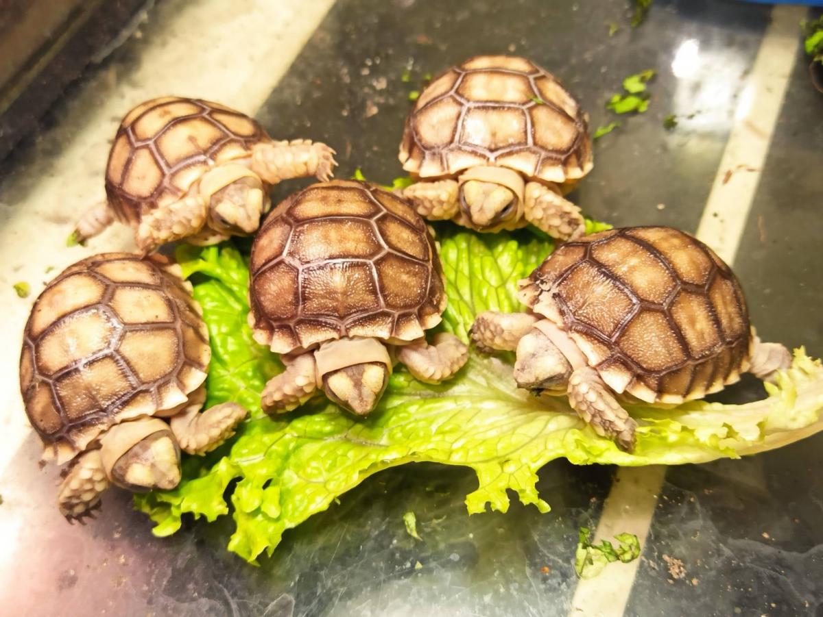 Вилуплення черепахи зняли на відео / фото КУ "Одеський Зоопарк"