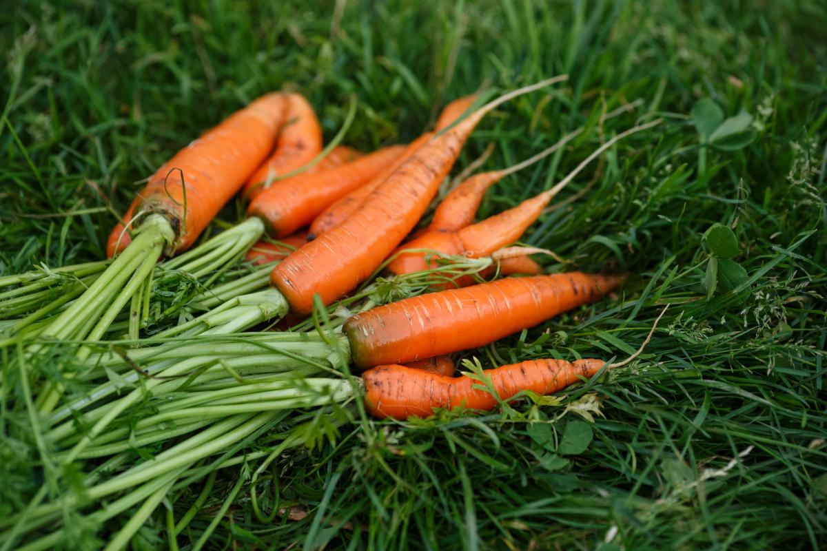 Морковь подорожала в Украине из-за существенного сокращения производства, поделились эксперты / фото depositphotos.com