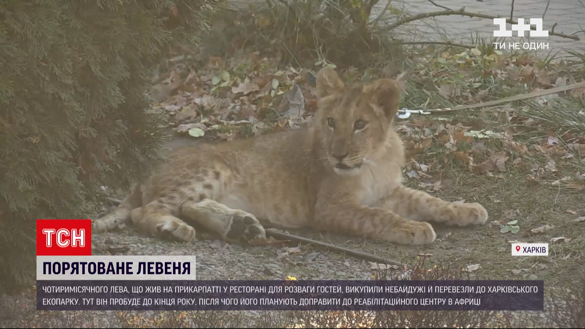 Маленькому левеняті близько чотирьох місяців / скріншот Маленькому левеняті близько чотирьох місяців / скріншот