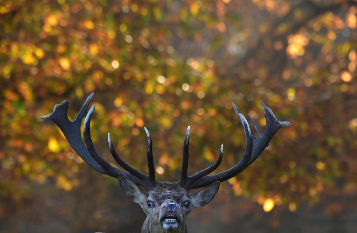 Норвезьких оленів вбили, щоб вони не паслися в РФ / фото REUTERS Норвезьких оленів вбили, щоб вони не паслися в РФ / фото REUTERS