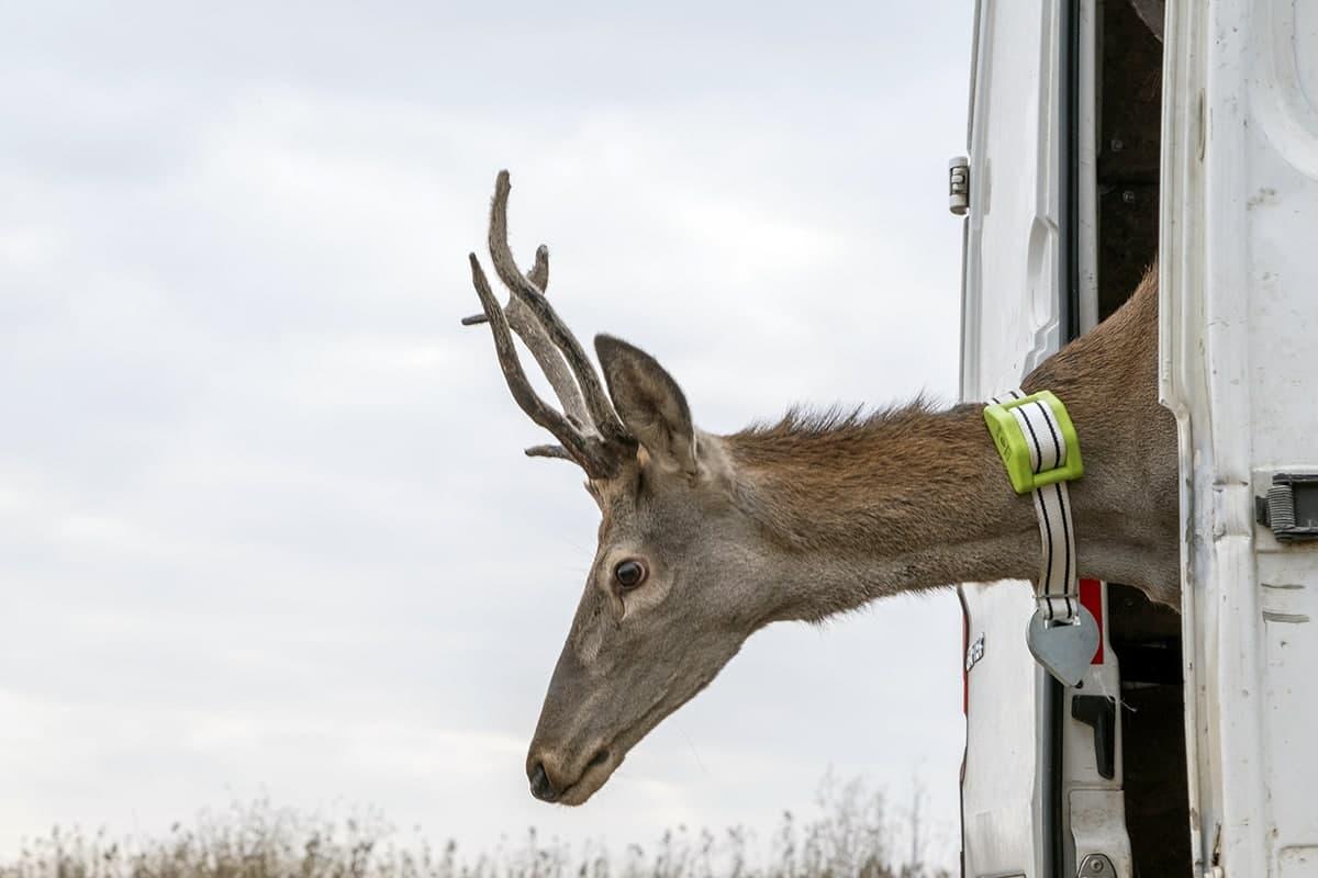 Шляхетний олень колись широко населяв ландшафти України \ фото Rewilding Ukraine Шляхетний олень колись широко населяв ландшафти України \ фото Rewilding Ukraine