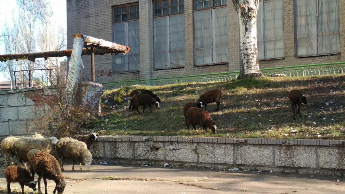 Бараны пасутся возле школы / фото 62.ua Бараны пасутся возле школы / фото 62.ua