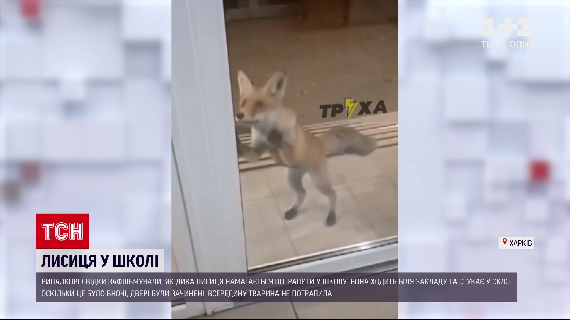 Лиса становилась на задние лапы / скриншот Лиса становилась на задние лапы / скриншот