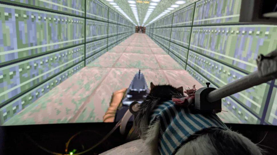 Нейроинженер научил крыс играть в легендарный шутер Doom II / фото PC Gamer Нейроинженер научил крыс играть в легендарный шутер Doom II / фото PC Gamer