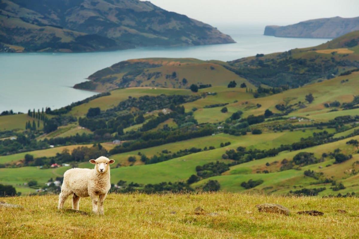 Новая Зеландия попала в топ-25 лучших туристических направлений на 2023 год / фото ua.depositphotos.com