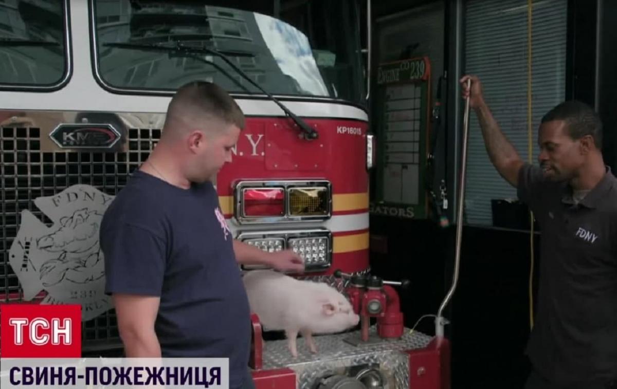 Кормить Пенни приходят все желающие / скриншот с видео Кормить Пенни приходят все желающие / скриншот с видео