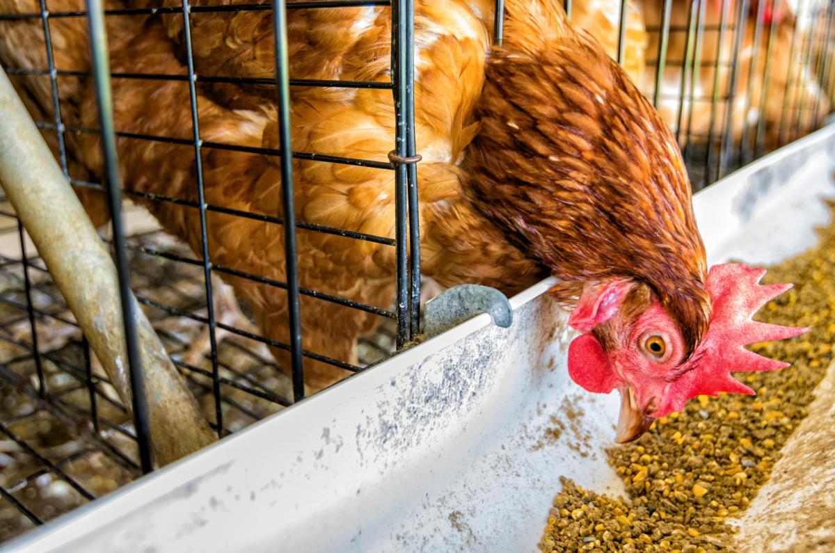 За іншими видами продукції прогнозується зменшення виробництва / фото ua.depositphotos.com За іншими видами продукції прогнозується зменшення виробництва / фото ua.depositphotos.com