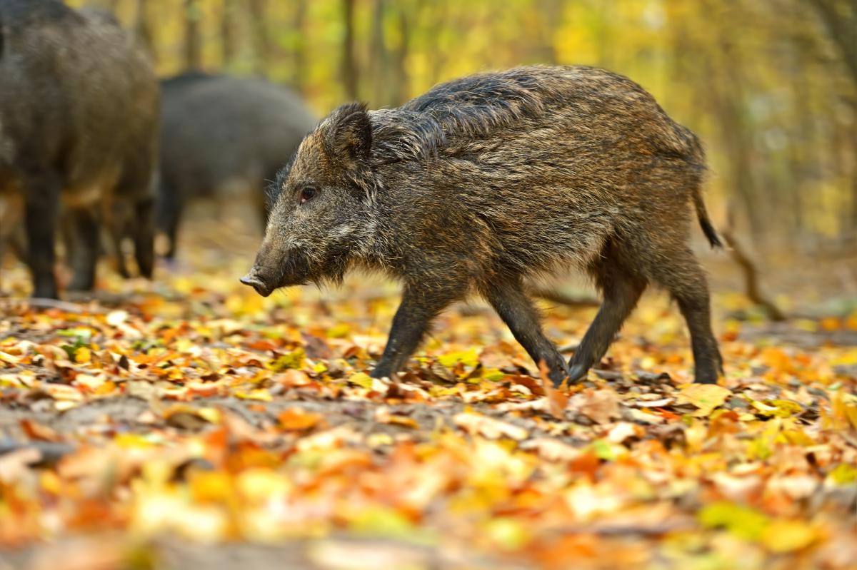 У Зеленодольську через обстріли навала диких кабанів / фото depositphotos.com