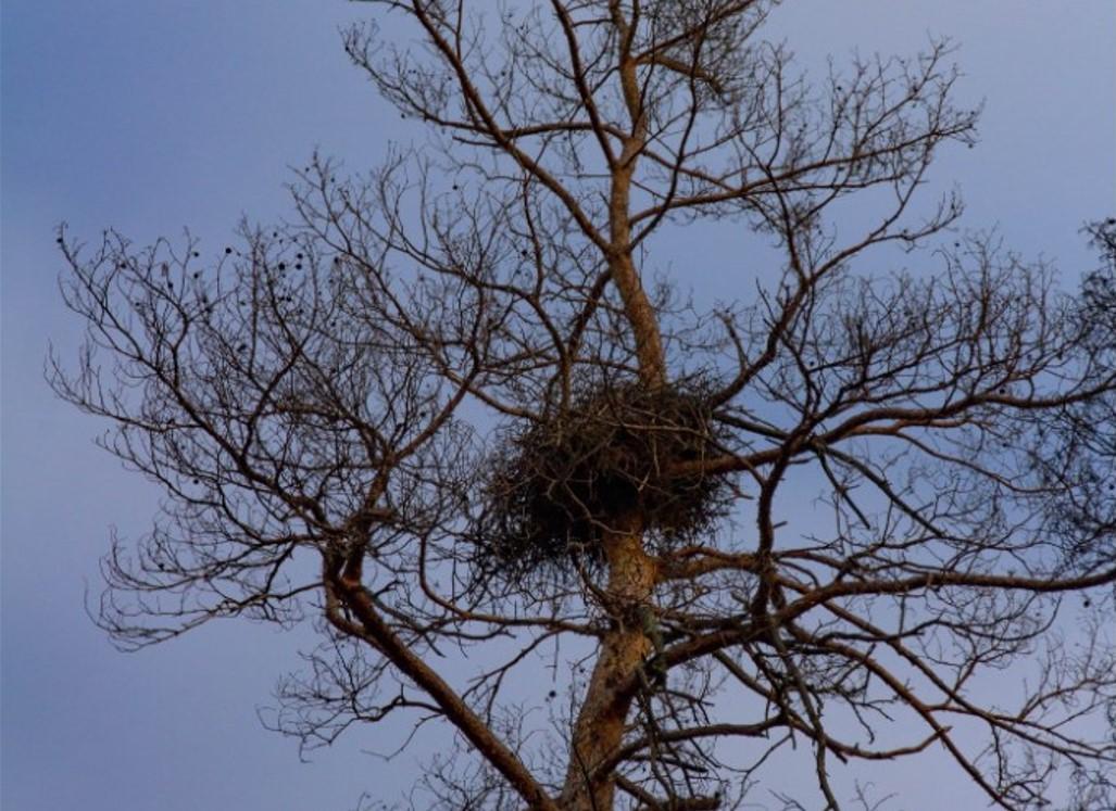 У зоні відчуження помітили рідкісних птахів/фото Facebook / Чорнобильський заповідник