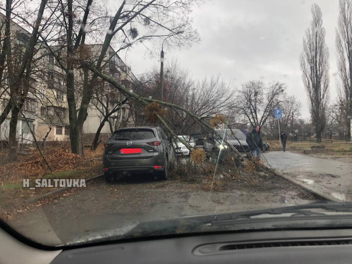 Возле Московского районного суда дерево рухнуло на автомобиль / фото Telegram-канал "ХС | Харьков"