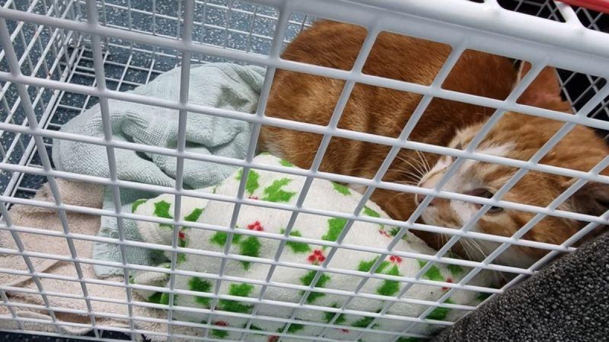 Исчезнувший кот из Бирмингема через 10 лет вернулся к хозяевам