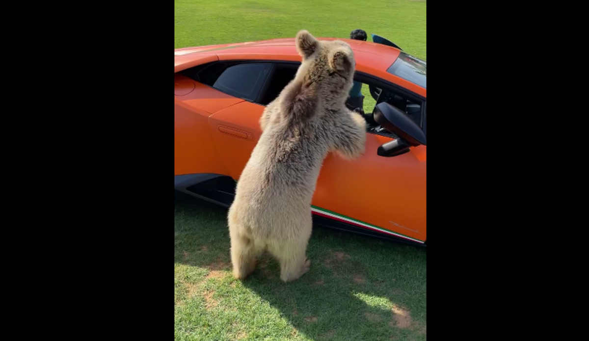 Медведь оторвал дверь роскошного Lamborghini арабского шейха (видео) — УНИАН