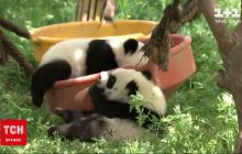 У китайському центрі розведення панд показали своїх маленьких вихованців (відео)