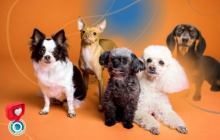 В Украине специализированная площадка GUP.UA стремительно набирает популярность среди владельцев домашних животных