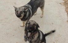 Почему собаки наклоняют голову в бок, когда слушают: ученые выяснили возможную причину