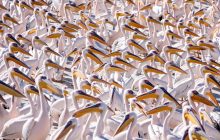 Красота невероятная: сотни розовых пеликанов отдыхают на озере в Израиле (фоторепортаж)