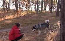 "Ми його любимо": дев'ятирічний пес після смерті господині знайшов щастя в новій родині (відео)