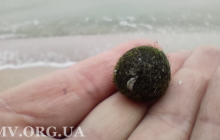 Вместо медуз: на пляжах Кирилловки заметили странные шарики - ученые сказали, что это (фото)