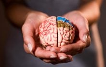 Названо універсальний фрукт для здоров'я мозку, серця і кишківника