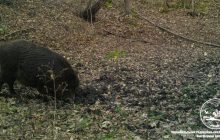 Нежился в "ванне" с грязью: в Чернобыле засняли смешного зверя (фото)