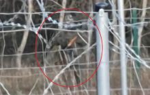 В Польше показали видео белорусских силовиков на границе со снайперскими винтовками и РПГ