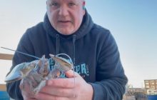 В США поймали редчайшего омара: шанс его увидеть один на 100 миллионов (видео)