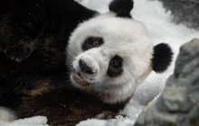 Когда зима в радость: в китайском зоопарке панда забавно играла в снегу (видео)