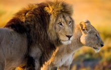 Посетительница зоопарка залезла в вольер и призналась льву в любви (видео)