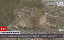 Тримали задля розваги: врятоване із ресторану левеня переїхало до харківського еко-парку (відео)