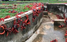 Остров в Австралии "покраснел" от нашествия крабов: дороги перекрыты (фото, видео)